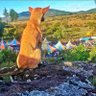Bosco wa maform🐕‍🦺 的头像