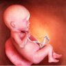 AbortionIsAwful🌳🪓 profil fotoğrafı