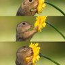 nikneim profil fotoğrafı