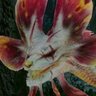 Profilbild von Mizutsune
