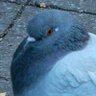 pigeon 的头像
