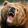 Kodiak the Bear's profile picture