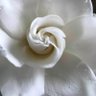 Фото профиля aloha