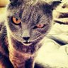 Minok's profile picture