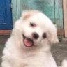 杨一一's profile picture
