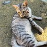 Profilbild von シノスノモー