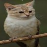 matu2602's profile picture
