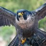 Фото профиля TheFalcon