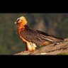 Фото профиля Habib hoseyni