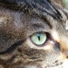 Profilbild von SaffronBob