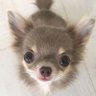 Puppy 的头像