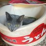 ちゃむりん profil fotoğrafı