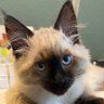 Фото профиля Kat