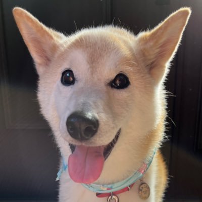 柴犬こむぎ17歳's profile picture