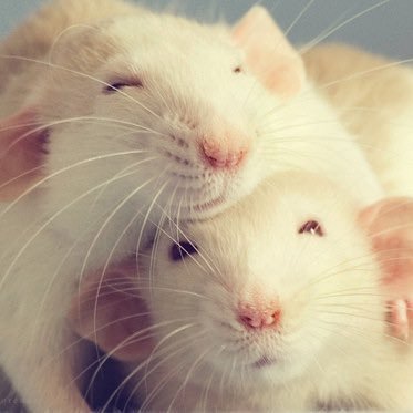 Rats Make Me Happy's profile picture