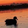 Фото профиля Duck of true thought