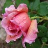 norma bonifacia vivas's profile picture