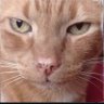 Profilbild von ElGatoVinario