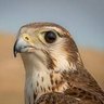 LB Falcon68's profile picture