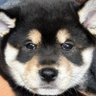 黒柴のまる 的头像