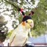 Bird Hat's profile picture