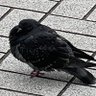 おむ つ 的头像
