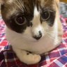 ゆか's profile picture