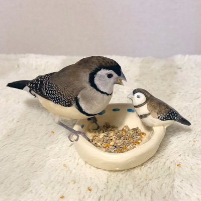 小鳥ごま子𓅸's profile picture