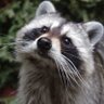 EuRaccoon profil fotoğrafı