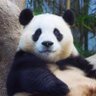 Profilbild von ฉันเป็นทาสแมวไปแล้วหรือนี่