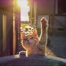 みつ妻 profil fotoğrafı