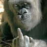 Profilbild von gorillafist