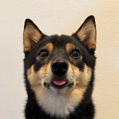 豆柴のなな's profile picture