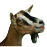 TheNubianGoat 的头像