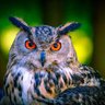 Profilbild von Isa la Périgourdine 🇨🇵🦉⚖️🦉🇨🇵