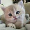😼 的头像