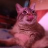 roudoulou's profile picture