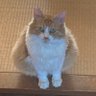 Profilbild von 茶口天🐯退院しました🏥🙇🏻‍♂️