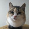 Profilbild von テルキ