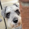 Profilbild von Bonzo/Amanda