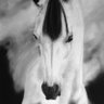 Фото профиля Pegasus
