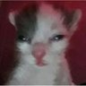 Фото профиля Confused Gato