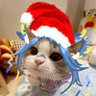 Profilbild von ☆Feon ☆