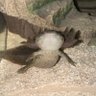 Turdstorm profil fotoğrafı