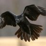 Фото профиля raven🇵🇸🇮🇷