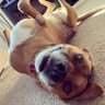 BitCoug's profile picture
