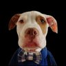 Liberty Mutt 🐶 profil fotoğrafı