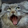 マヌルネコ profil fotoğrafı
