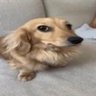 Leo 的头像
