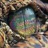 GatorGurl profil fotoğrafı